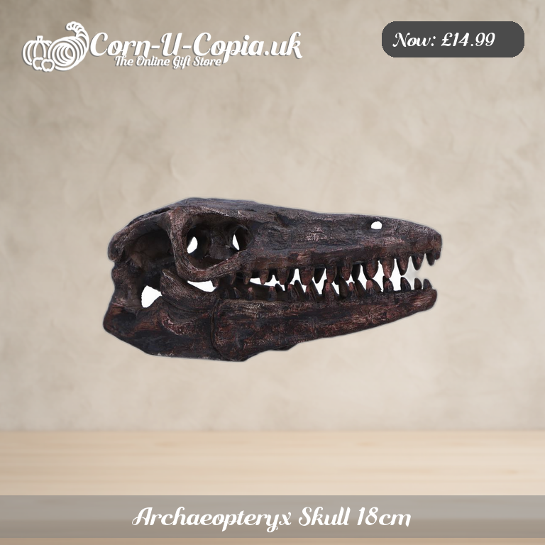 Archaeopteryx Skull 18cm Ad 1