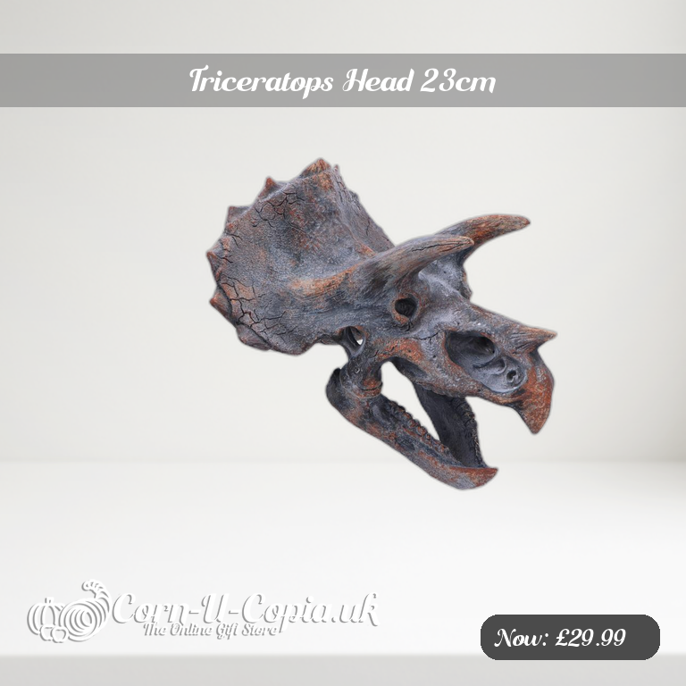 Triceratops Head 23cm Ad 2