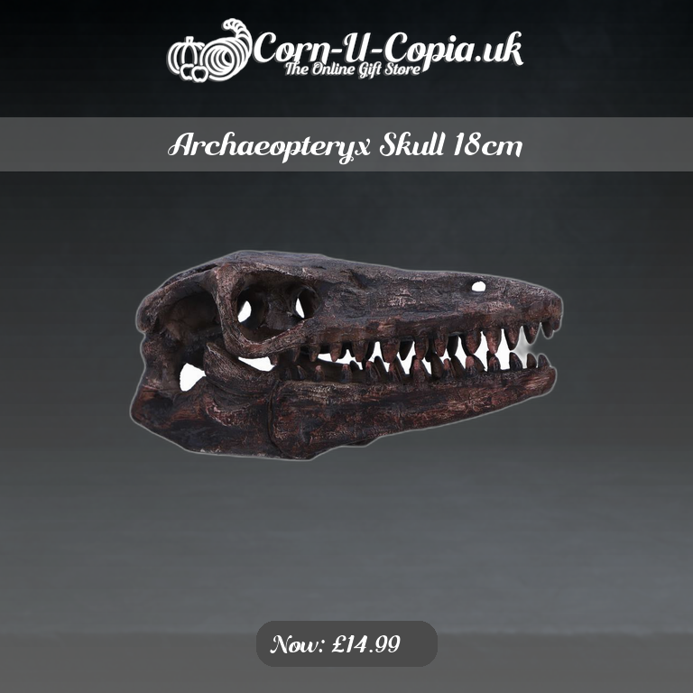 Archaeopteryx Skull 18cm Ad 4