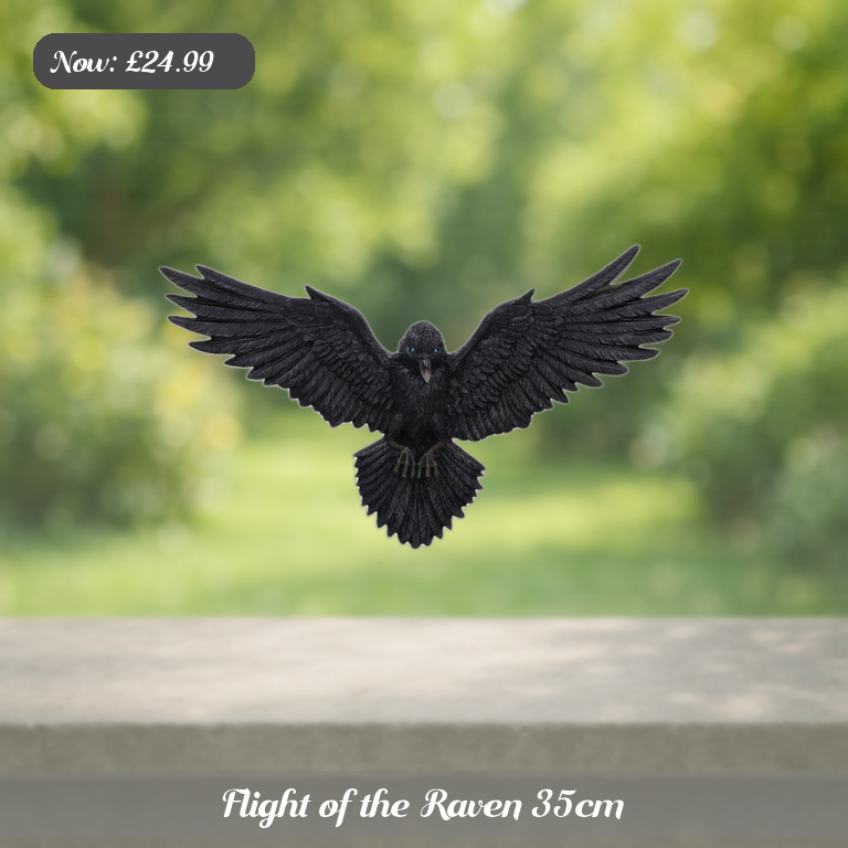 Flight of the Raven 35cm Ad 5