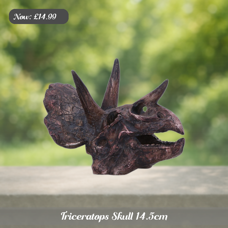 Triceratops Skull 14.5cm Ad 5