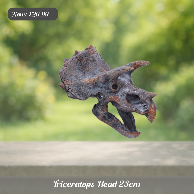 Triceratops Head 23cm Ad 5