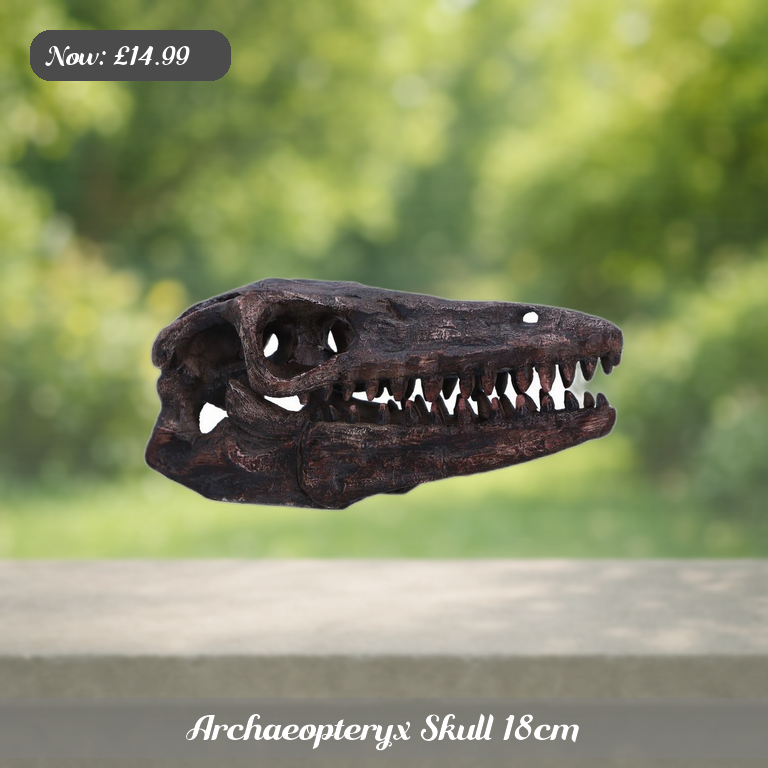 Archaeopteryx Skull 18cm Ad 5
