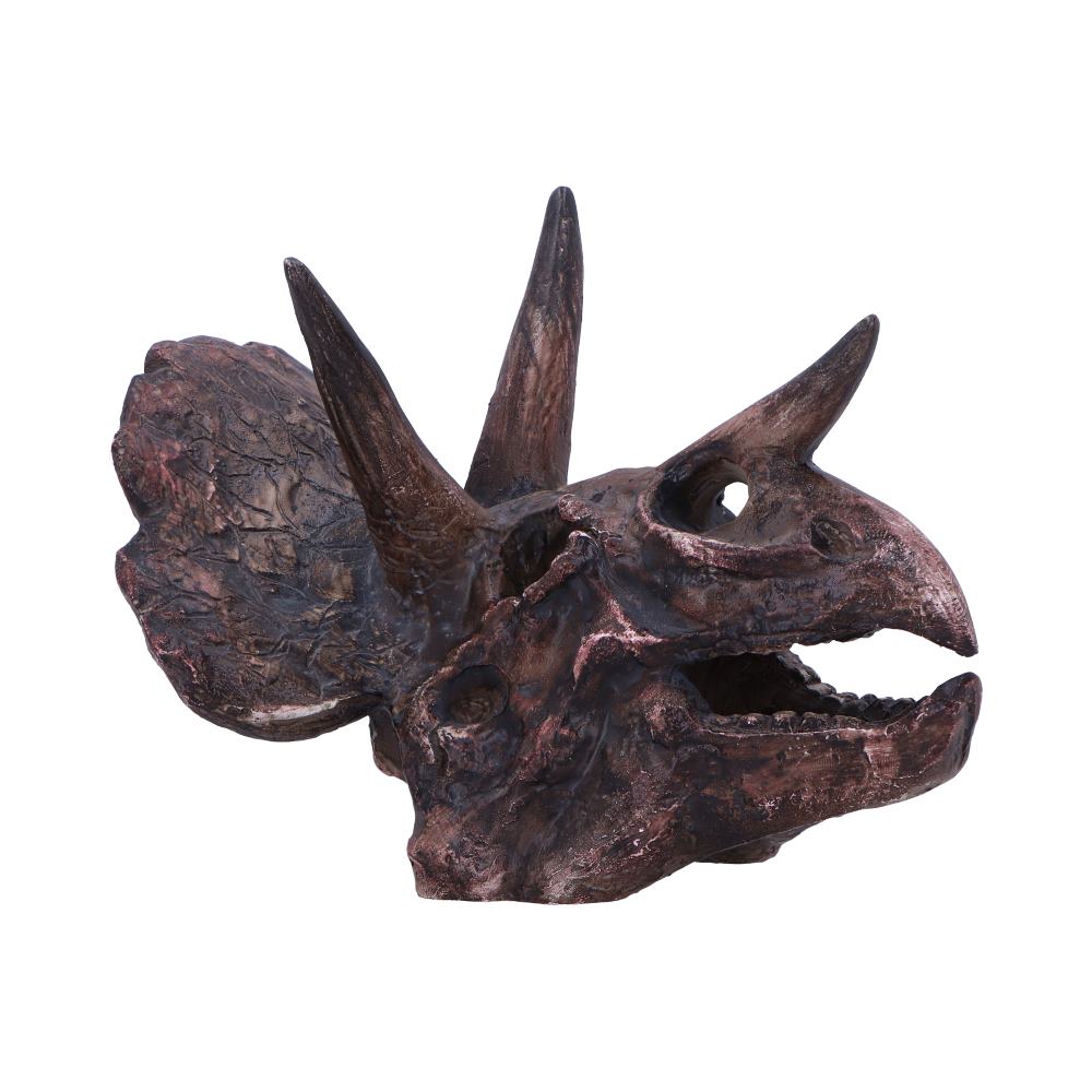 Triceratops Skull 14.5cm