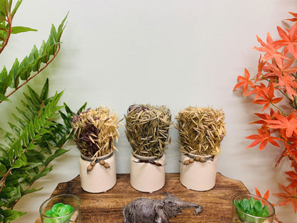 Set of 3 Dried Grasses In Ceramic Pots