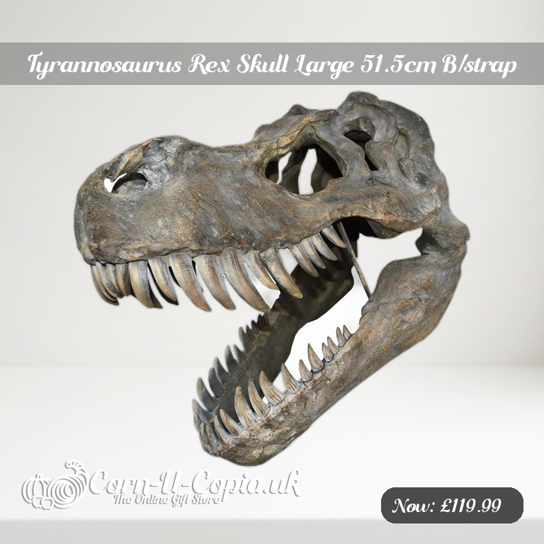 Tyrannosaurus Rex Skull Large 51.5cm B/strap Ad 2