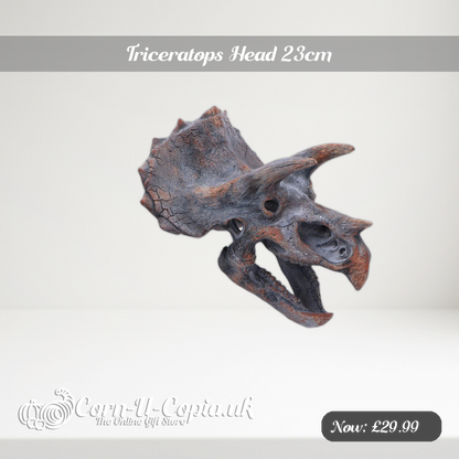 Triceratops Head 23cm Ad 2
