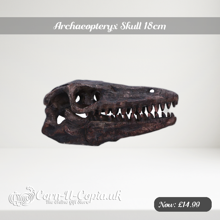 Archaeopteryx Skull 18cm Ad 2