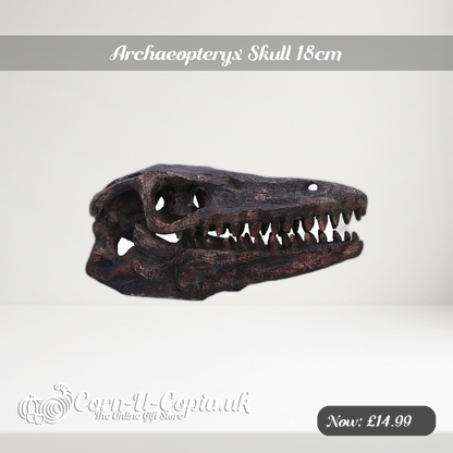 Archaeopteryx Skull 18cm Ad 2