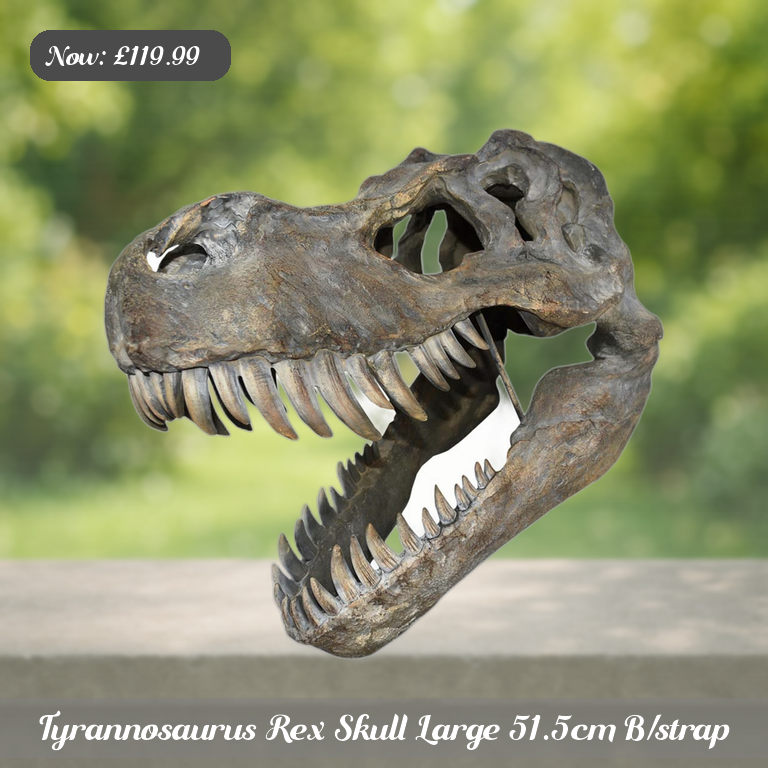 Tyrannosaurus Rex Skull Large 51.5cm B/strap Ad 5