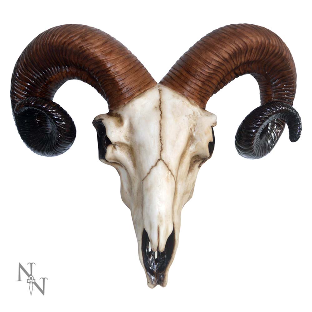 Rams Skull Medium 33cm